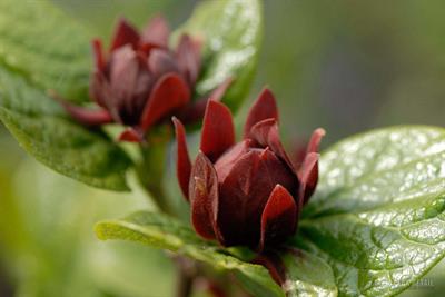 Calycanthus floridus - گل شرابی